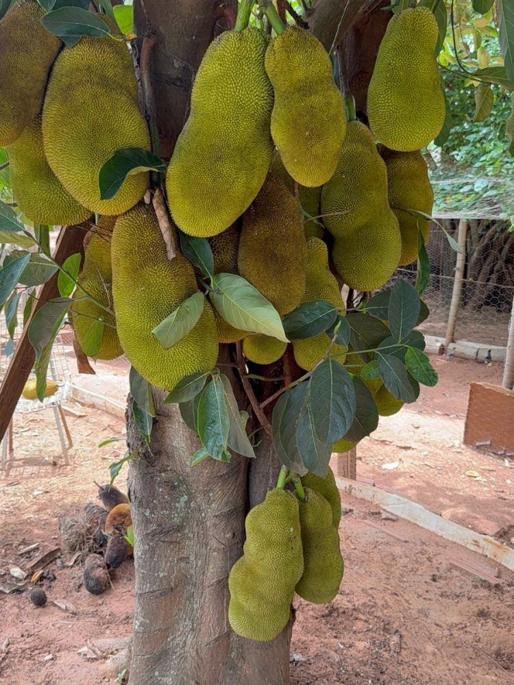 WhatsApp Image 2025-12-23 at 11.20.45